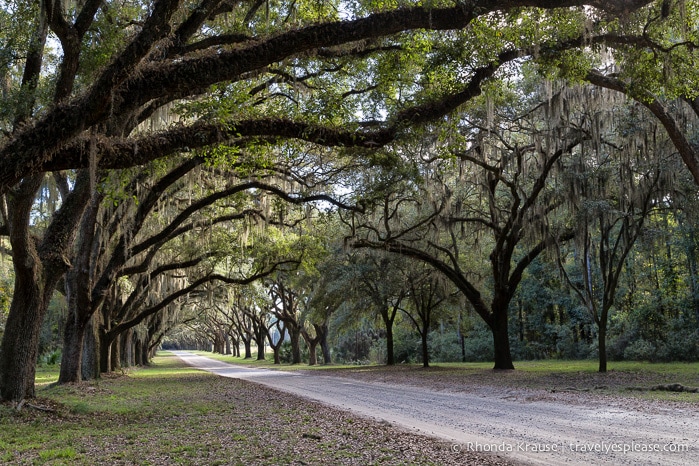 travelyesplease.com | History and Nature at Wormsloe Historic Site, Savannah