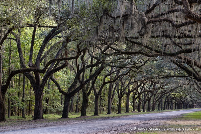 travelyesplease.com | History and Nature at Wormsloe Historic Site, Savannah