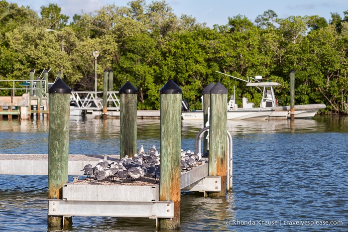 travelyesplease.com | Exploring Everglades National Park