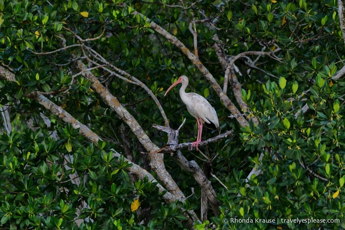 travelyesplease.com | Exploring Everglades National Park