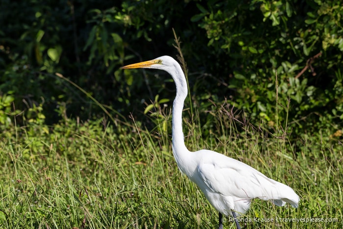 Exploring Everglades National Park- Points of Interest