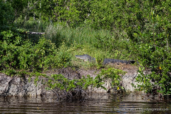 travelyesplease.com | Exploring Everglades National Park