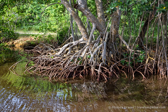 travelyesplease.com | Exploring Everglades National Park