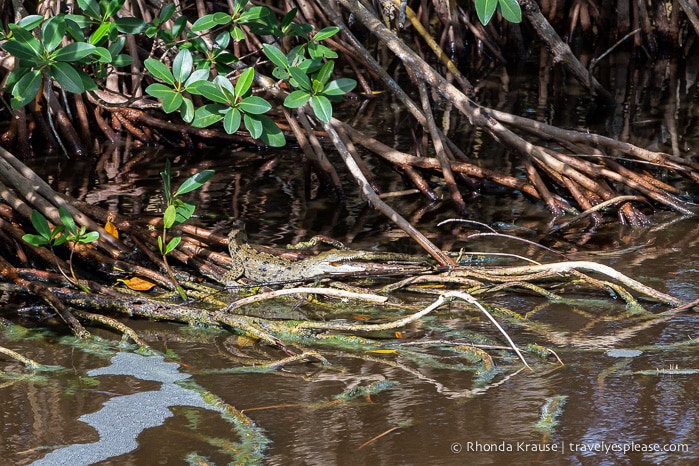 travelyesplease.com | Exploring Everglades National Park