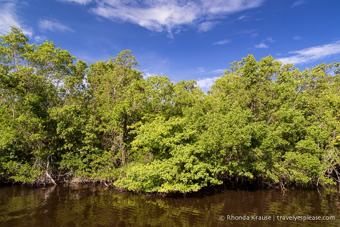 travelyesplease.com | Exploring Everglades National Park