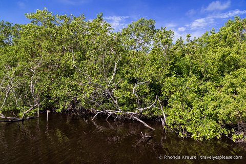 travelyesplease.com | Exploring Everglades National Park