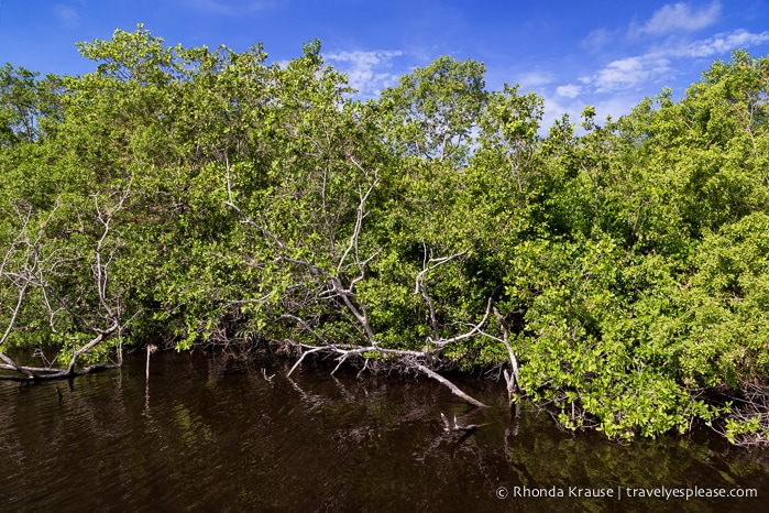 travelyesplease.com | Exploring Everglades National Park