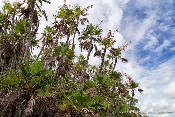 travelyesplease.com | Exploring Everglades National Park