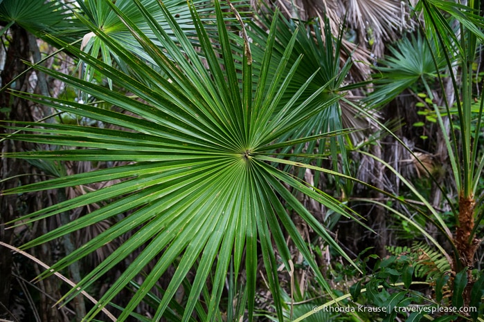 travelyesplease.com | Exploring Everglades National Park