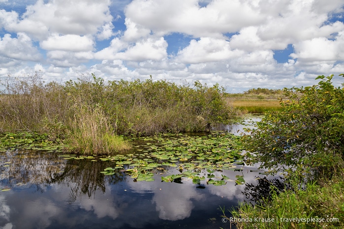 travelyesplease.com | Exploring Everglades National Park