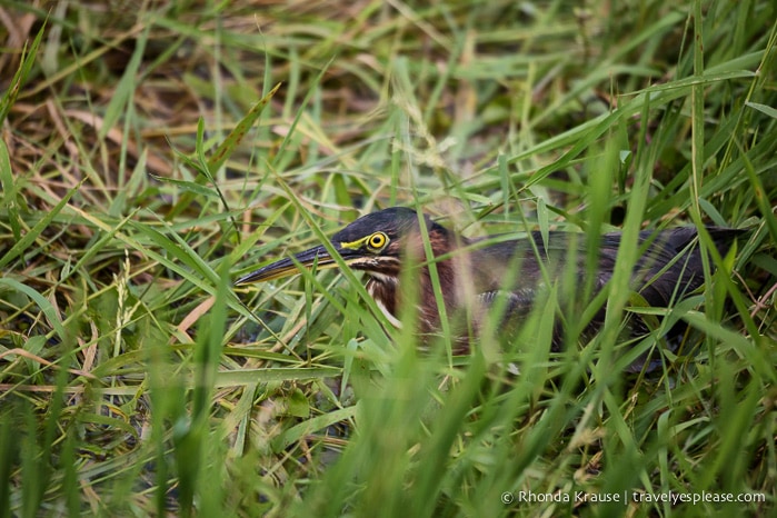 travelyesplease.com | Exploring Everglades National Park