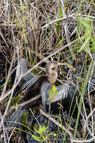 travelyesplease.com | Exploring Everglades National Park