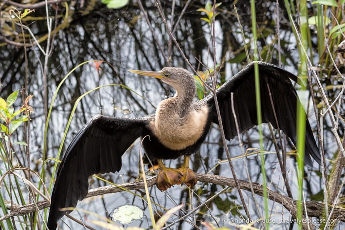 travelyesplease.com | Exploring Everglades National Park