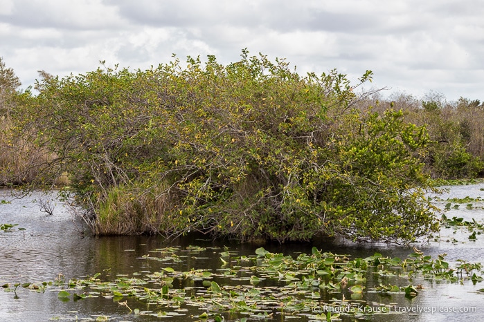 travelyesplease.com | Exploring Everglades National Park