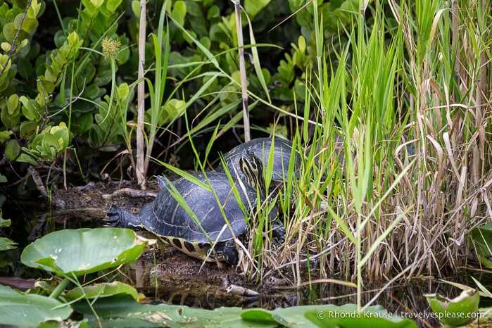 travelyesplease.com | Exploring Everglades National Park