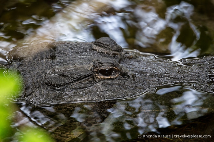 travelyesplease.com | Exploring Everglades National Park