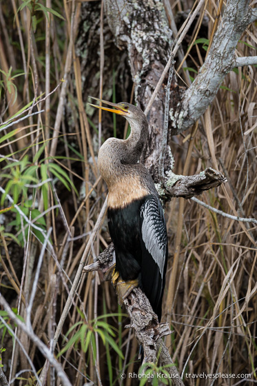 travelyesplease.com | Exploring Everglades National Park