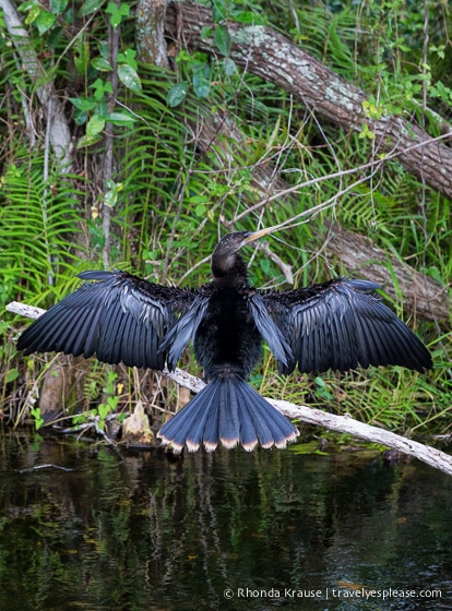 travelyesplease.com | Exploring Everglades National Park