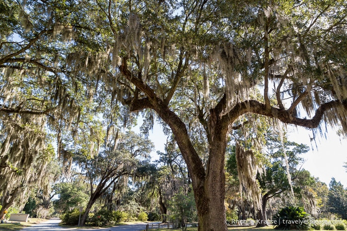 travelyesplease.com | The Haunting Beauty of Bonaventure Cemetery, Savannah