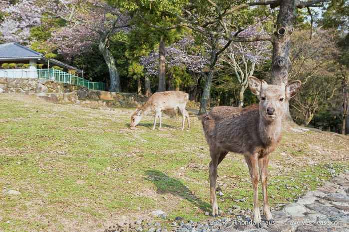 travelyesplease.com | Feeding Deer in Nara Park