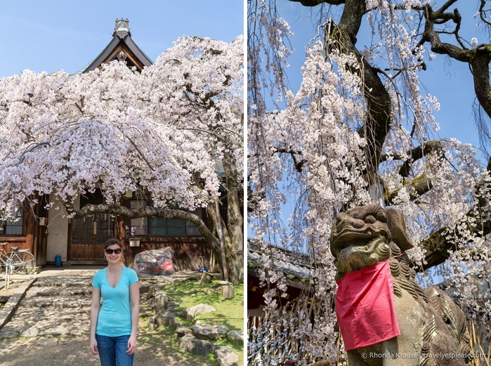 travelyesplease.com | Exploring Nara Park- Temples, Shrines and Deer!