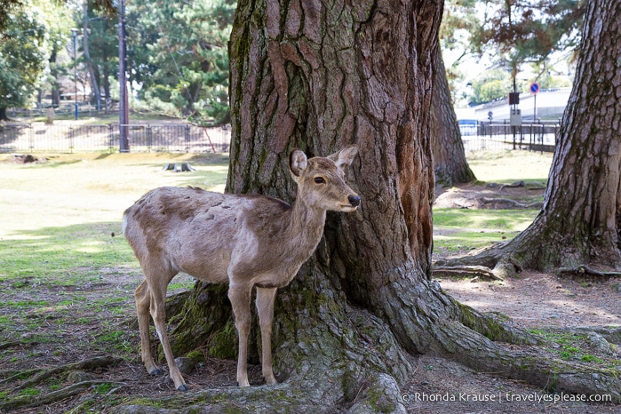 travelyesplease.com | Feeding Deer in Nara Park