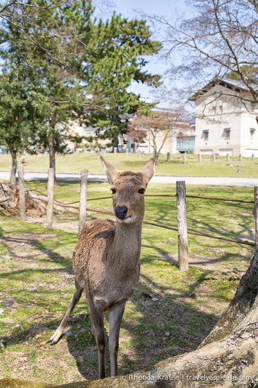 travelyesplease.com | Feeding Deer in Nara Park