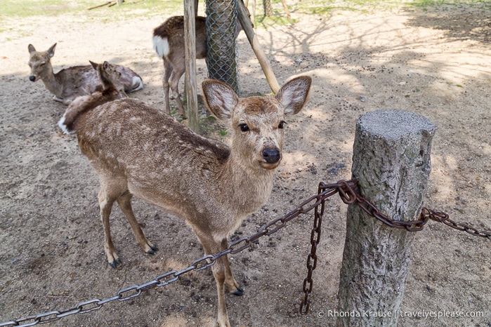 travelyesplease.com | Feeding Deer in Nara Park