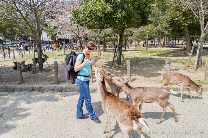 travelyesplease.com | Feeding Deer in Nara Park