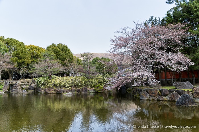 travelyesplease.com | Exploring Nara Park- Temples, Shrines and Deer!