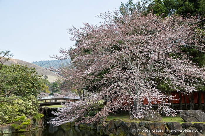 travelyesplease.com | Exploring Nara Park- Temples, Shrines and Deer!