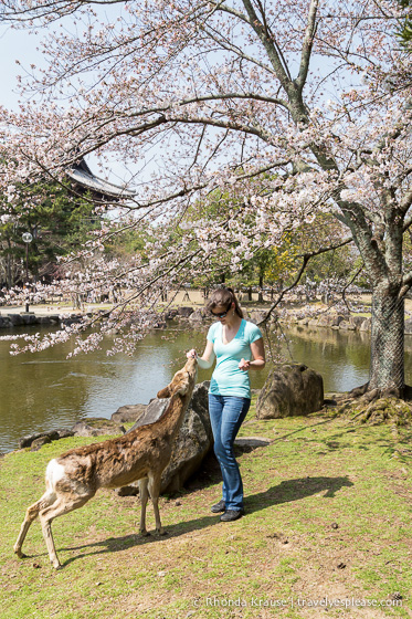 travelyesplease.com | Feeding Deer in Nara Park