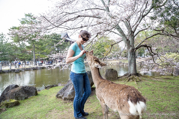 Feeding Deer in Nara Park, Japan