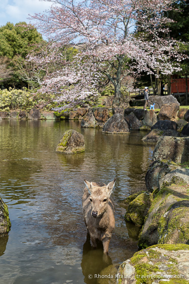 travelyesplease.com | Feeding Deer in Nara Park