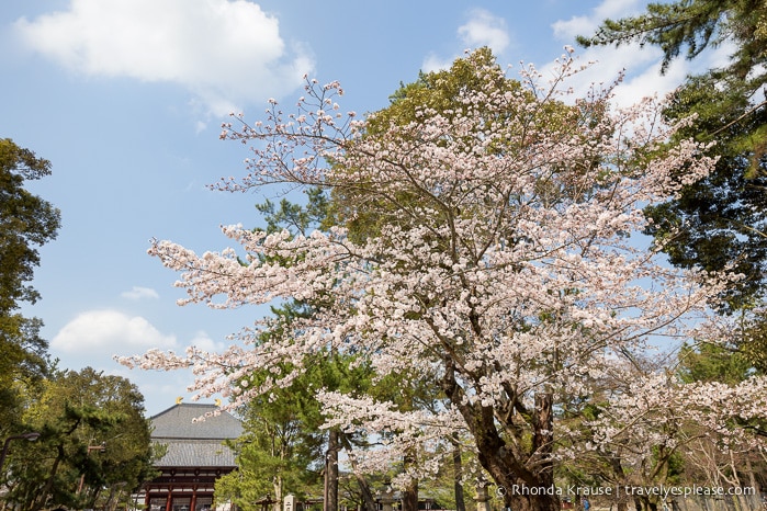 travelyesplease.com | Exploring Nara Park- Temples, Shrines and Deer!