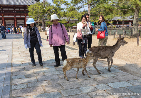 travelyesplease.com | Exploring Nara Park- Temples, Shrines and Deer!