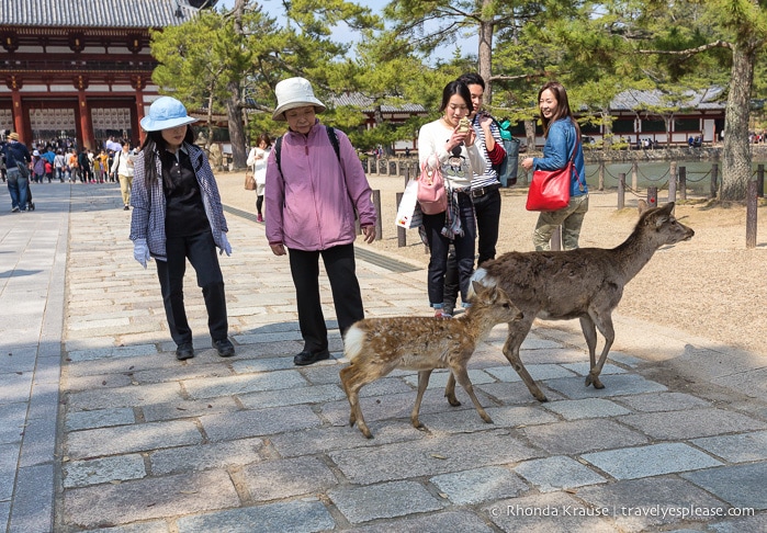 travelyesplease.com | Exploring Nara Park- Temples, Shrines and Deer!