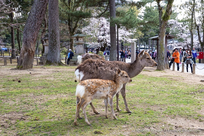 travelyesplease.com | Feeding Deer in Nara Park