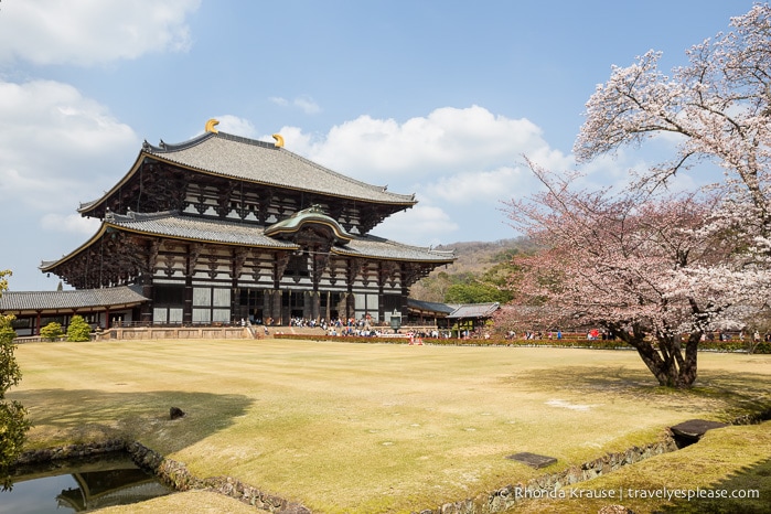 travelyesplease.com | The Best Attractions in Nara Park- Temples, Shrines and Deer!
