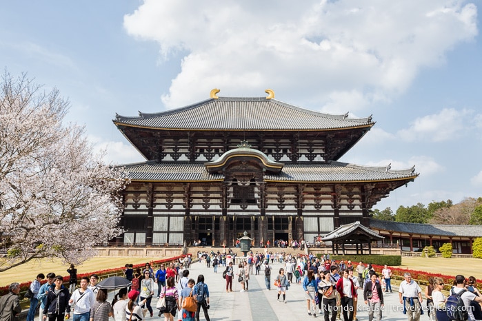 travelyesplease.com | Exploring Nara Park- Temples, Shrines and Deer!