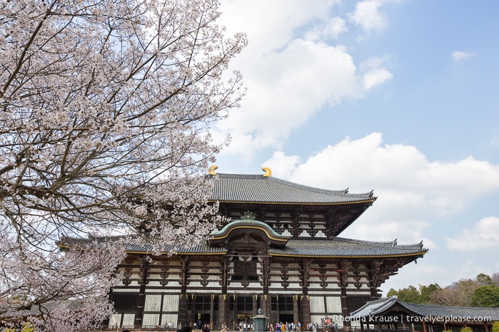 travelyesplease.com | Exploring Nara Park- Temples, Shrines and Deer!