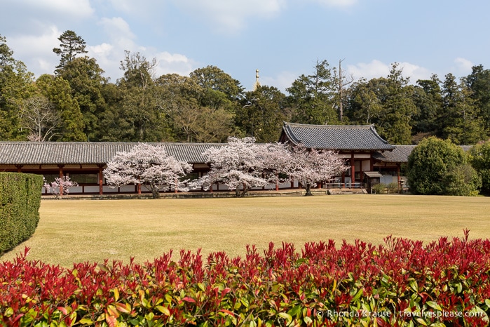 travelyesplease.com | Self-Guided Walking Tour of Nara Park- Temples, Shrines and Deer!