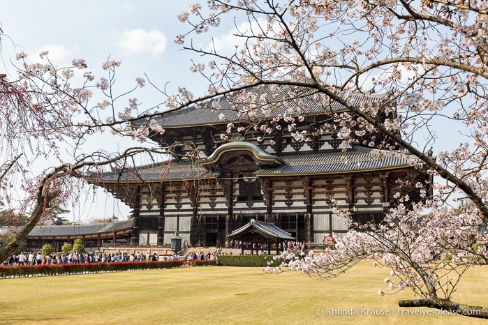 Exploring Nara Park- Temples, Shrines and Deer!