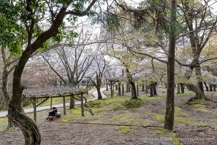 travelyesplease.com | Exploring Nara Park- Temples, Shrines and Deer!