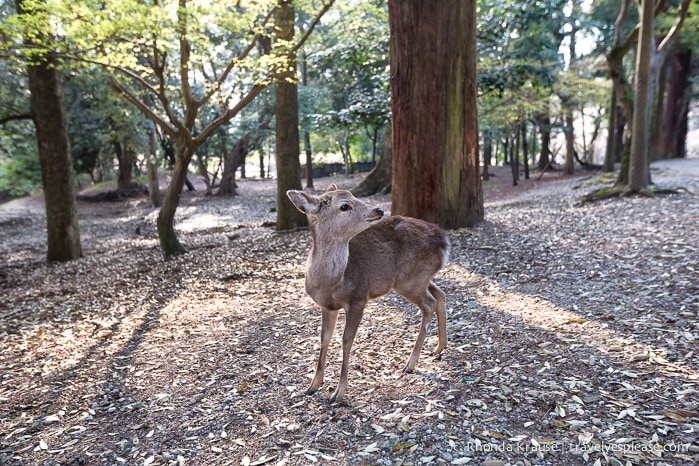 travelyesplease.com | Feeding Deer in Nara Park