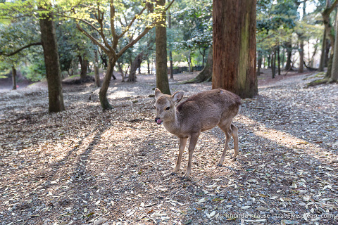 travelyesplease.com | Feeding Deer in Nara Park