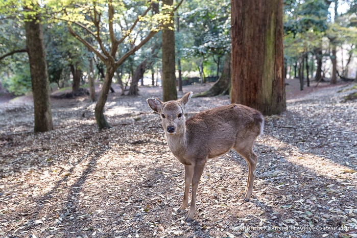 travelyesplease.com | Feeding Deer in Nara Park