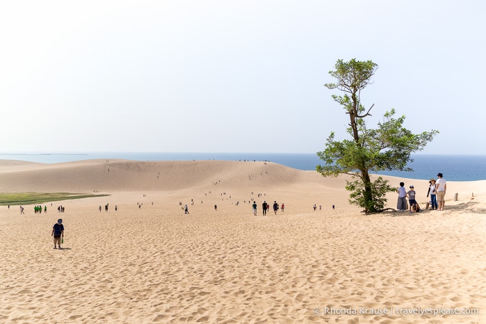 travelyesplease.com | The Tottori Sand Dunes- Enjoying Japan's Largest Dunes