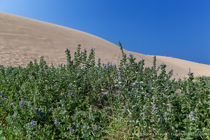 travelyesplease.com | The Tottori Sand Dunes- Enjoying Japan's Largest Dunes