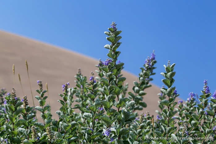 travelyesplease.com | The Tottori Sand Dunes- Enjoying Japan's Largest Dunes